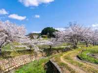 Spring Serenity in Nara’s Hidden Gem