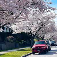 Burnaby – A Dynamic Blend of Nature and Urban Living