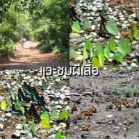 เที่ยวแก่งกระจานแบบใกล้ชิดธรรมชาติ 3 วัน 2 คืน