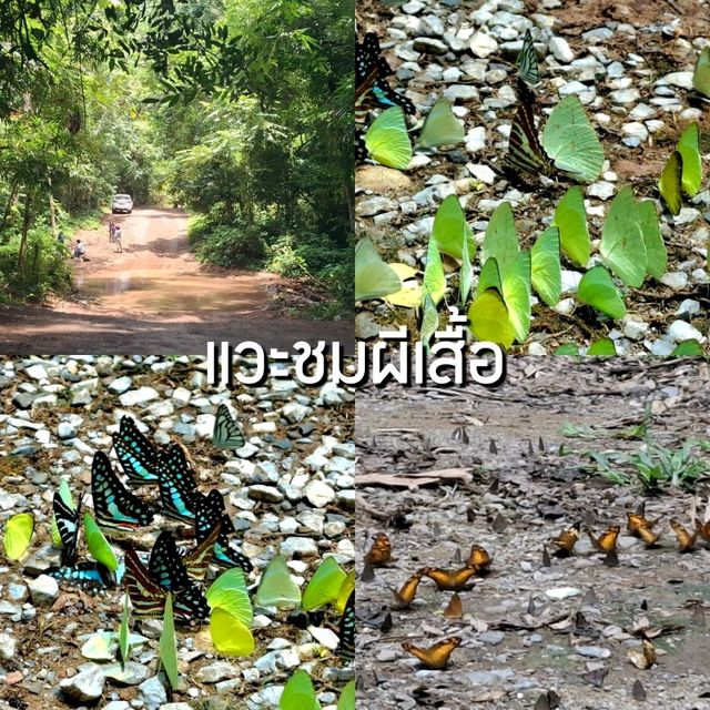 เที่ยวแก่งกระจานแบบใกล้ชิดธรรมชาติ 3 วัน 2 คืน