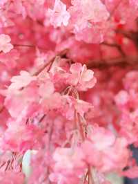 Petals Over the Han – A Dreamy Walk at Yeouido Cherry Blossom Festival