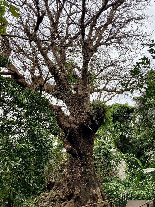 A Local Stroll Around Shuri – Castles, Soba & Shaved Ice