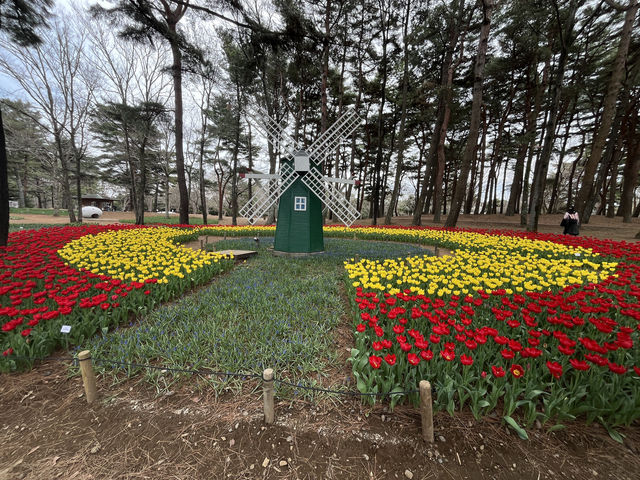 🌸【春日花季攻略】國營常陸海濱公園｜錯過粉蝶花也不怕，鬱金香、櫻花、童話風車一次收服你的鏡頭！