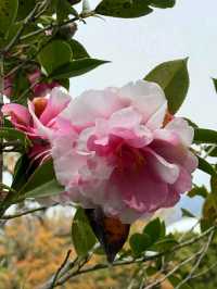 Matsuyama – Timeless Traditions in the Heart of Ehime