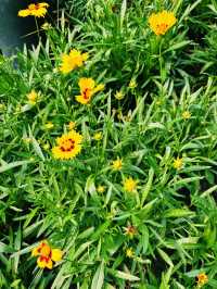 不用出國，香港公園的向日葵花海🌻☀️