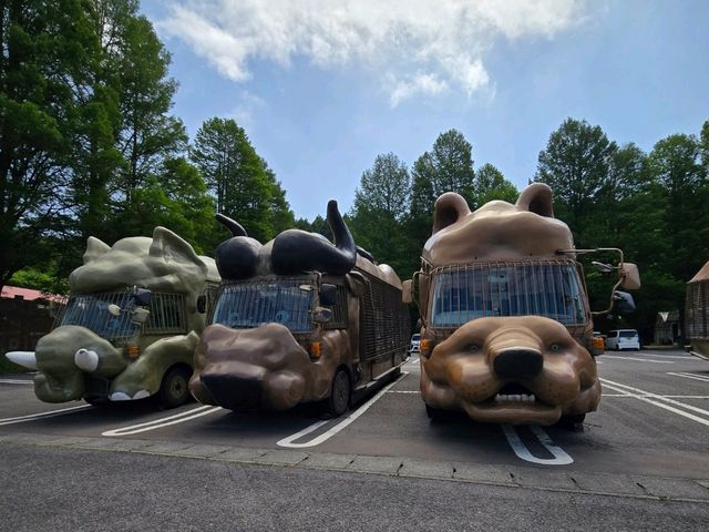 你知道日本有動物園可以餵獅子吃肉嗎？