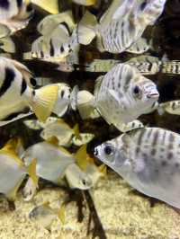 Dive into Wonder: A Day at Lotte World Aquarium