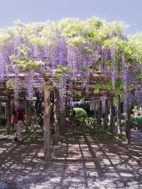 【行く前にこれ見て】樹齢1200年の藤が織りなす神秘的な世界💜✨※観光攻略情報付き