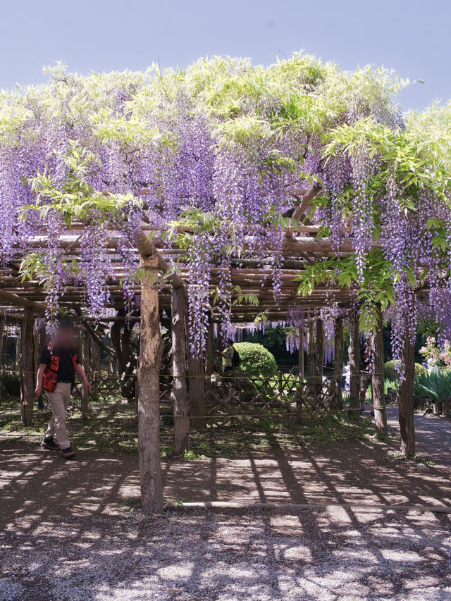 【行く前にこれ見て】樹齢1200年の藤が織りなす神秘的な世界💜✨※観光攻略情報付き