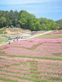 丘一面の春色パレット絶景に包まれる幸せな時間🌷🌼🌸※観光攻略情報付き