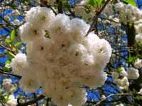 Stone & Blossom: Spring at Caludon Castle Park