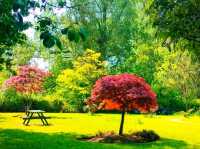 Where Spring Hides in Petals – Fletcher Moss Botanical Garden