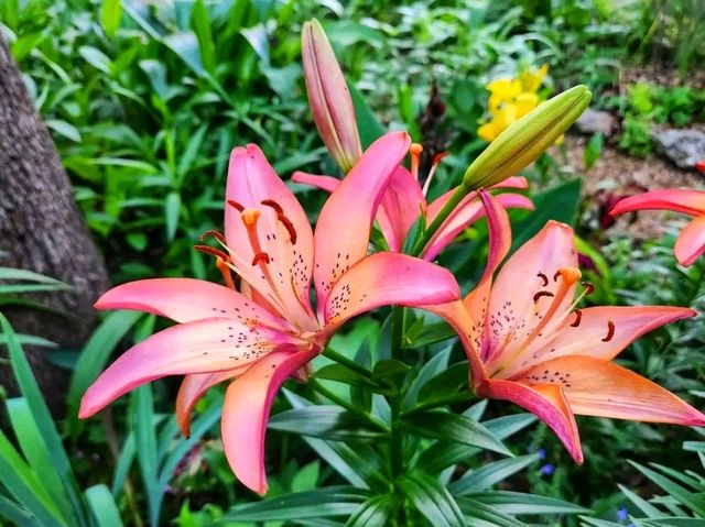 Spring Stirs in the City – Mayfield Park in Bloom