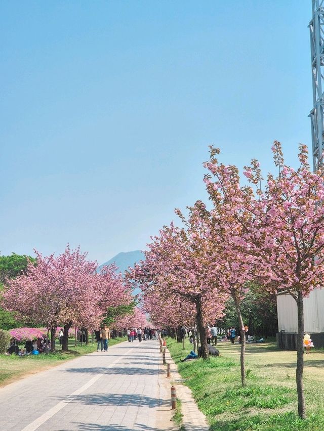 황홀한 겹벚꽃의 향연, 서울 근교 봄여행은 이곳이죠