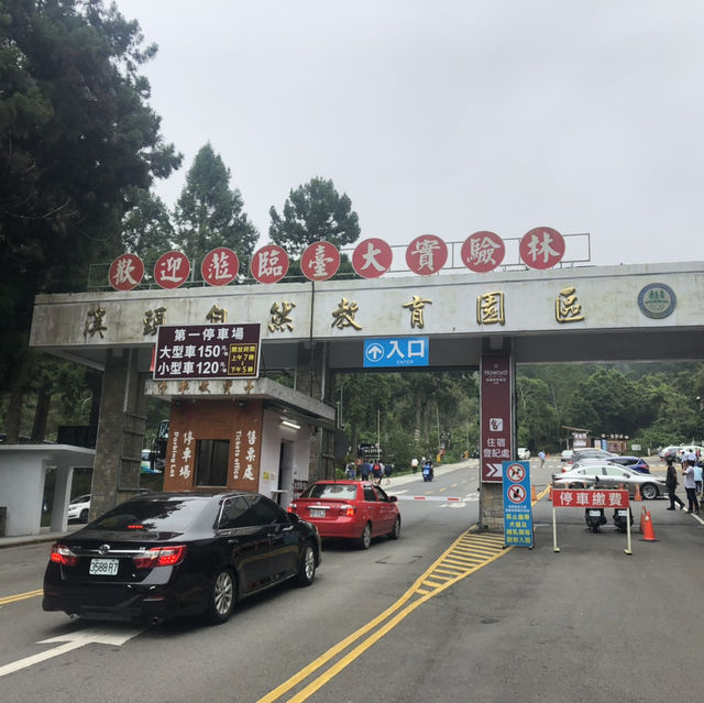 溪頭森林遊樂區🌳