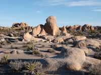 🇺🇸Joshua Tree