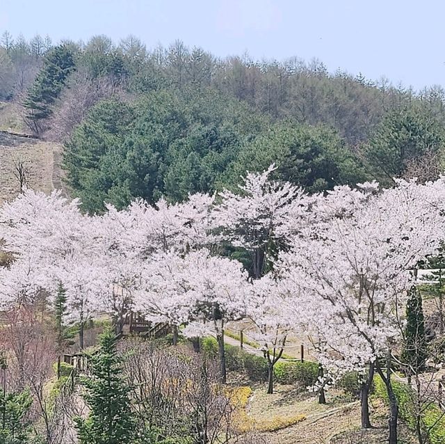 태백봄🩷 황부자며느리공원산책