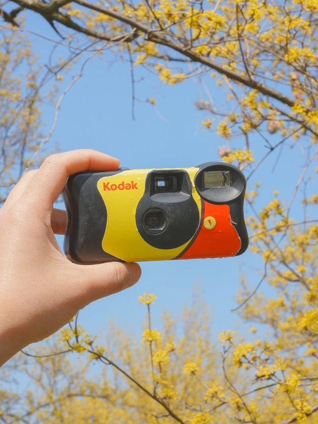  한적하게 만나기 좋은 가득 만개한 산수유 스팟🌼