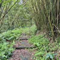 陽明山山豬湖山走走