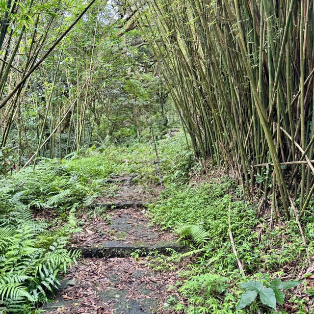 陽明山山豬湖山走走