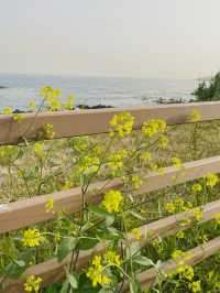 Jeju : Summer Escape for Less 