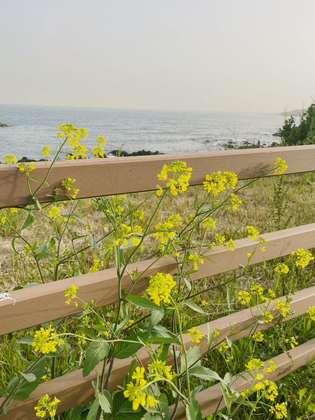 Jeju : Summer Escape for Less 