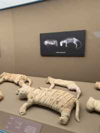 Walking With Pharaohs: A Budget Cultural Journey at Shanghai Museum