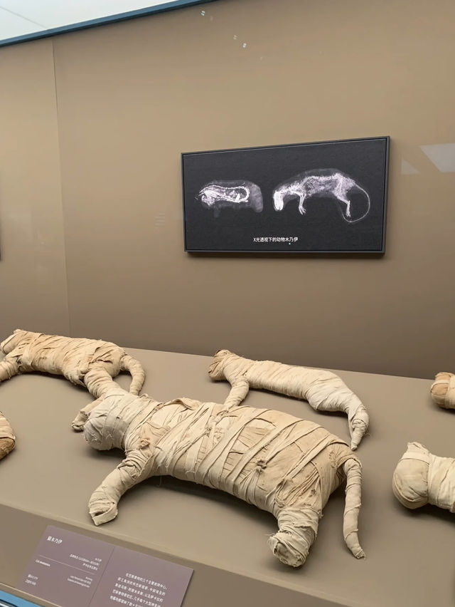 Walking With Pharaohs: A Budget Cultural Journey at Shanghai Museum