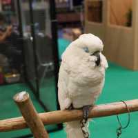 พามาชมงาน Westville Bird Paradise 