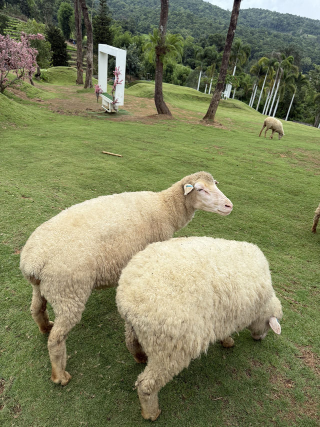 ฟาร์มแกะอัลปาก้า ม่อนแจ่ม 🐑