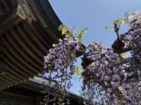 花開見佛-銚子妙福寺與來自京都的臥龍の藤