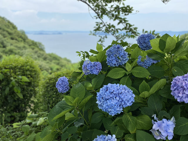 紫陽花@紫雲出山(香川)