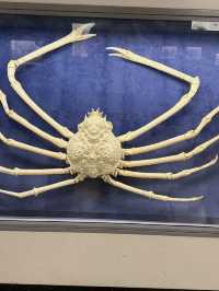A Deep Exploration of Nature – My Visit to the Osaka Museum of Natural History 🦕