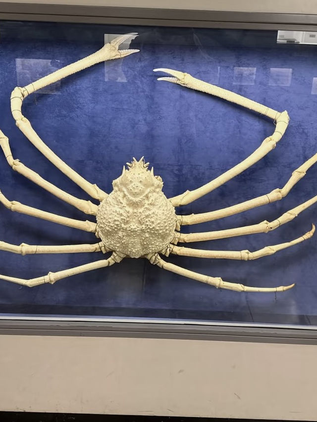 A Deep Exploration of Nature – My Visit to the Osaka Museum of Natural History 🦕
