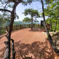 Forest Trails