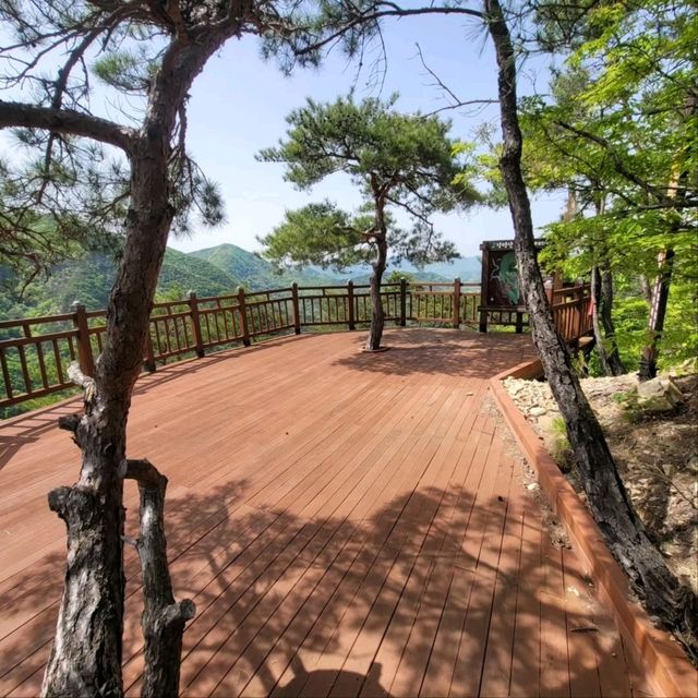 Forest Trails
