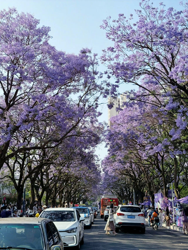 【中国・昆明 教場通り】5月限定の絶景通り！教場通りのジャカランダ並木