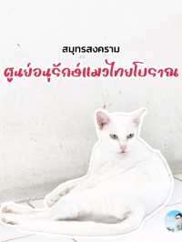 ศูนย์อนุรักษ์แมวไทยโบราณ