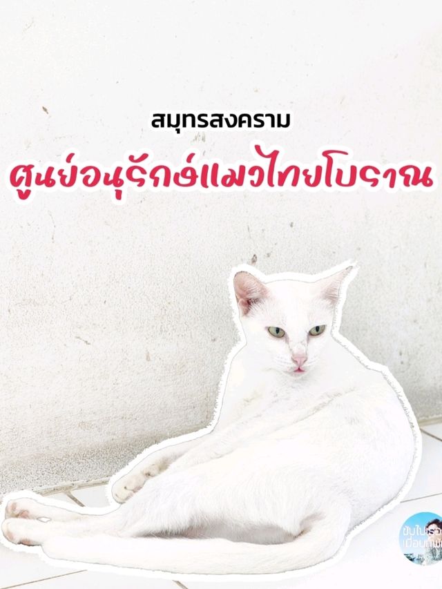 ศูนย์อนุรักษ์แมวไทยโบราณ