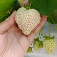 กินสตอร์เบอรี่สีขาวแบบบุฟเฟ่ต์ที่Tsujiguchi Farm