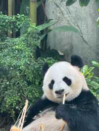Weekend Chill at River Wonders 🐼🌿
