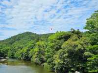 靜謐流轉的神河〔五十鈴川〕，伊勢的靈魂之水⛩️🌊