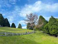Rokkō Mountain Pasture: This Place is Seriously Like an Anime! 🐐🌸