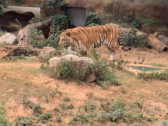 新竹市立動物園：與動物們的悠閒漫步