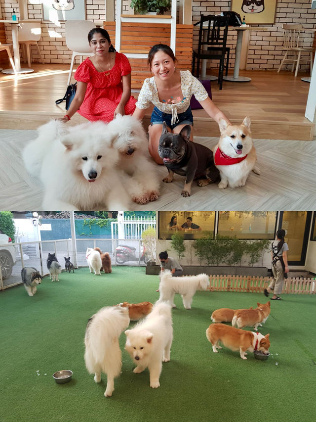 "The cutest dog café 🐶 @ Dog in Town!”