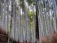Arashiyama Bamboo Forest