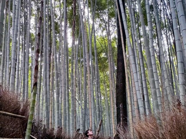 Arashiyama Bamboo Forest
