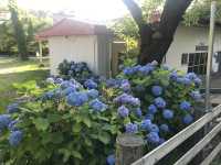 青森五所川原-蘆野公園（繡球花）