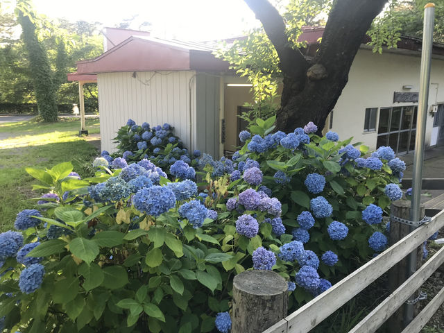 青森五所川原-蘆野公園（繡球花）