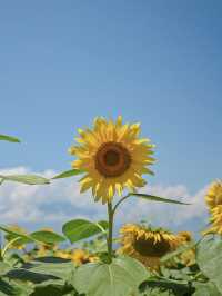 山梨の人気ひまわりスポットをご紹介🌻
